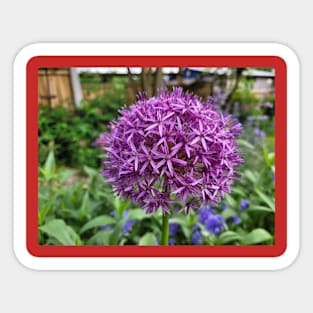 Allium flower Sticker